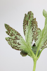 Tranzschelia anemones, a rust fungus infecting leaves of wood anemone, no common English name