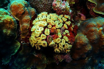 Close detail of yellow coral in the deep ocean. Coral reef underwater, tropical marine life. Deep reef, travel photography. Sea in tropics, aquatic wildlife.