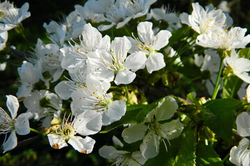 Spring Cherry blossoms in full bloom. spring time concept. the revival of nature, white flowers