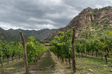 Naklejka premium viñedos en Cafayate, Salta, Argentina