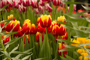 Plantation of fiery colored tulips flowers Triumph in greenhouse. Agribusiness and floriculture industry. Cultivation of yellow and red tulips.

Fresh flowers in greenhouse at flower exhibition.