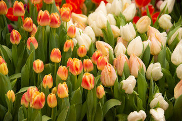 Plantation of colorful tulips flowers in greenhouse. Agribusiness, floriculture concept. Cultivation of tender multicolored tulips plants.

Fresh flowers in greenhouse at exhibition or shop. Close-up.