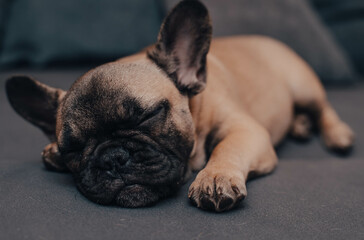 Cute French bulldog puppy sweet sleeping on a sofa at home