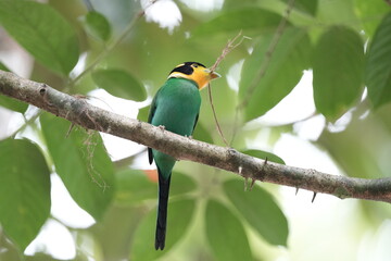 Long-tailed Broadbill. Scientific Name : Psarisomus dalhousiae on a branch vine.