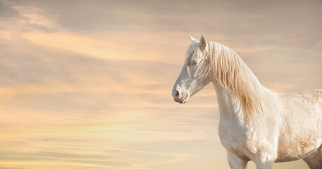 Beautiful palomino lusitano horse at sunset sky background - obrazy, fototapety, plakaty