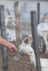 Alimentando a las cabras del corral
