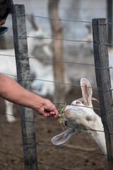 Alimentando a las cabras del corral