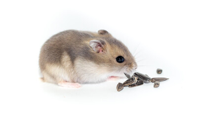 Hamster close-up on a white background. The hamster eats vegetables and nuts. Smiling animal, happy pet.