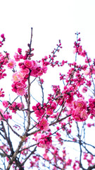 cherry blossom background