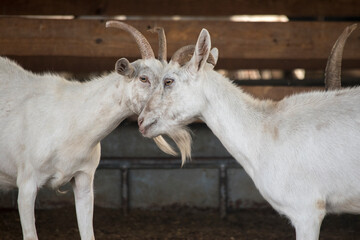 Cabras en el corral