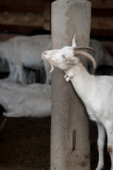 Cría de cabras en Salta, Argentina
