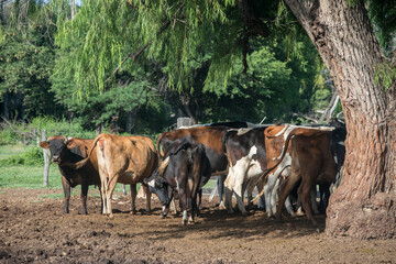 Vacas en la granja