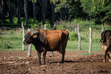 Vacas en la granja