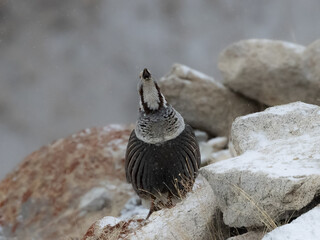 himalayan snowcock on the himalayan mountain with the ring in the neck