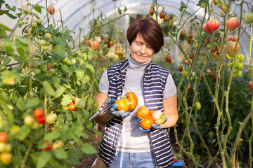 Older woman happily harvesting tomatoes in greenhouse