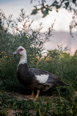 primer plano de un pato en la granja
