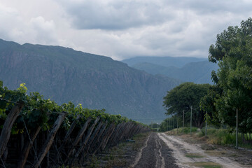 Viñedos en Cafayate, Salta, Argentina