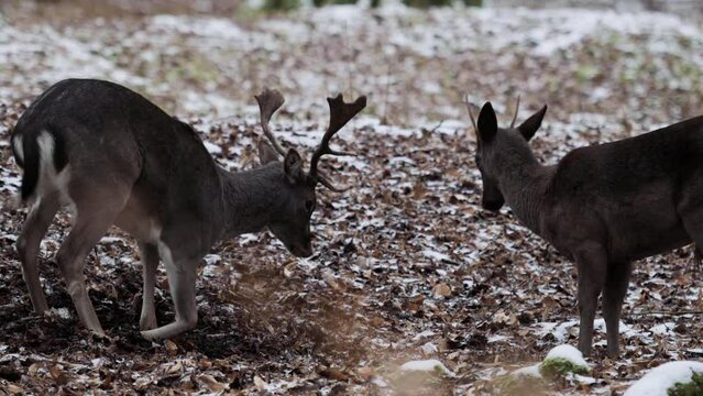 Playful juvenile deer lock horns in snowy winter wonderland of Czech forest