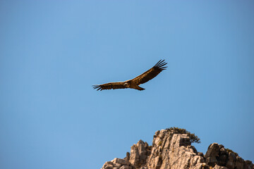 Vulture flying with outstretched wings on top of a mountain with blue sky