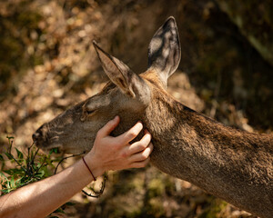 A deer with a human hand is petting a deer.