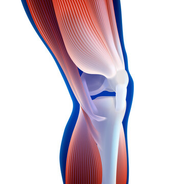 X-ray illustration of leg and knee bone showing pain. medical use Education and Commerce.