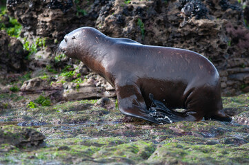 Sea Lion baby, Peninsula Valdes, Unesco World Heritage Site,Patagonia, Argentina