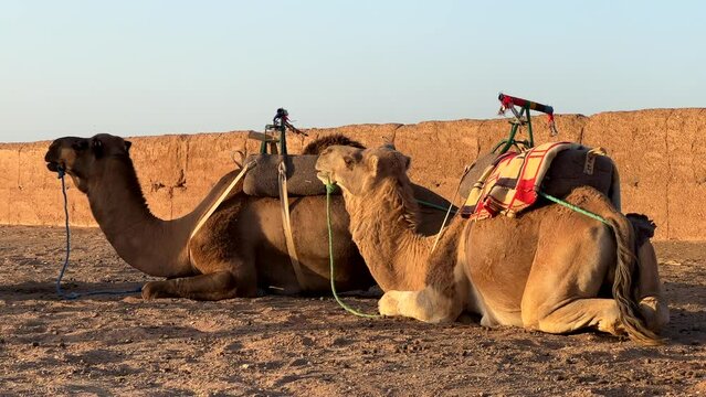 Two Arabian camels lying down on ground with saddles mounted on back
