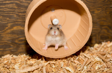 Hamster on a running wheel in his house.