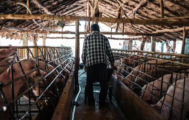 Pig farming. The farmer is feeding the pigs or cleans the pig farm. Back view of a farmer feeding...