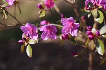 Naklejka na ściany i meble Bright pink rhododendron flowers on a sunny spring day.