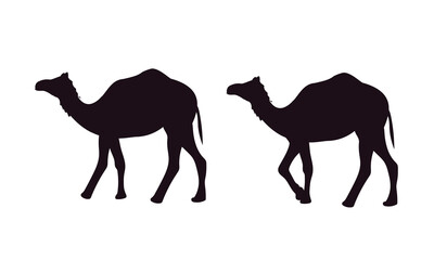 Set of silhouette camels. Vector illustration.