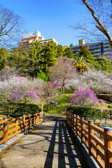 静岡県熱海市　熱海梅園