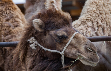 Cute young camel on farm