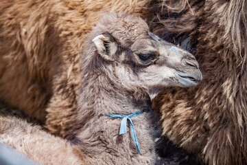 Baby camel close-up photo. Farm in Kazakhstan