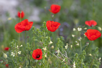 Red poppy. Landscape view of red blossoming poppy flowers on beautiful green wildflower grassland meadow . Scenic nature wild floral background.selective focus