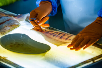 Fresh pike perch filetting. and removing rib bones on light table. Closeup photo, low depth of...
