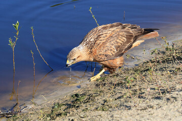 Portrait of a Long-legged Buzzard drinking water from a lake
