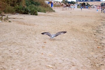 Fototapeta na wymiar Seagull lands on the sand