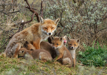 A red fox family sitting in their natural environment with a mother fox and her cups