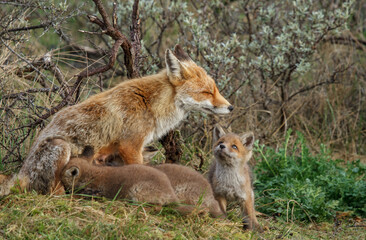 Naklejka na ściany i meble A red fox family sitting in their natural environment with a mother fox and her cups