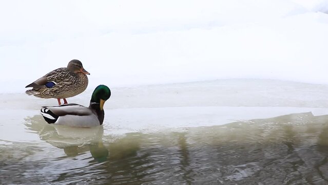 canard colvert sur la glace en hiver