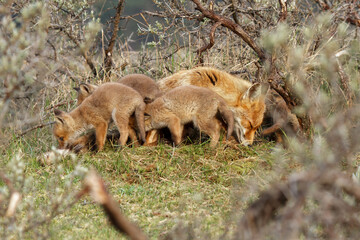 A red fox family sitting in their natural environment with a mother fox and her cups