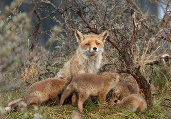Naklejka na ściany i meble A red fox family sitting in their natural environment with a mother fox and her cups