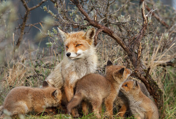A red fox family sitting in their natural environment with a mother fox and her cups