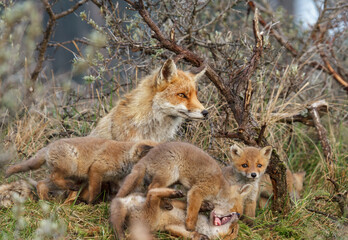 A red fox family sitting in their natural environment with a mother fox and her cups