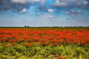 Red poppy field under blue sky with clouds