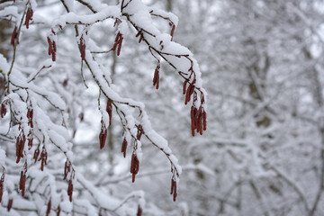 snow covered branches