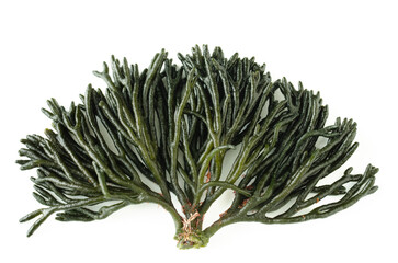 Codium fragile. Seaweed on white background. Top view. Copy space. © castellanos80