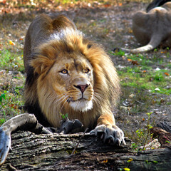 Forest king-Male lion in Bronze  zoo, New York