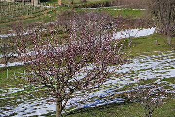 A fruit tree with flowering branches at the beginning of the spring season with snow still on the meadows.